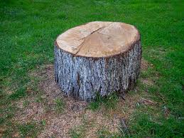 Trusted Cedar Glen Lakes, NJ Tree Care Experts